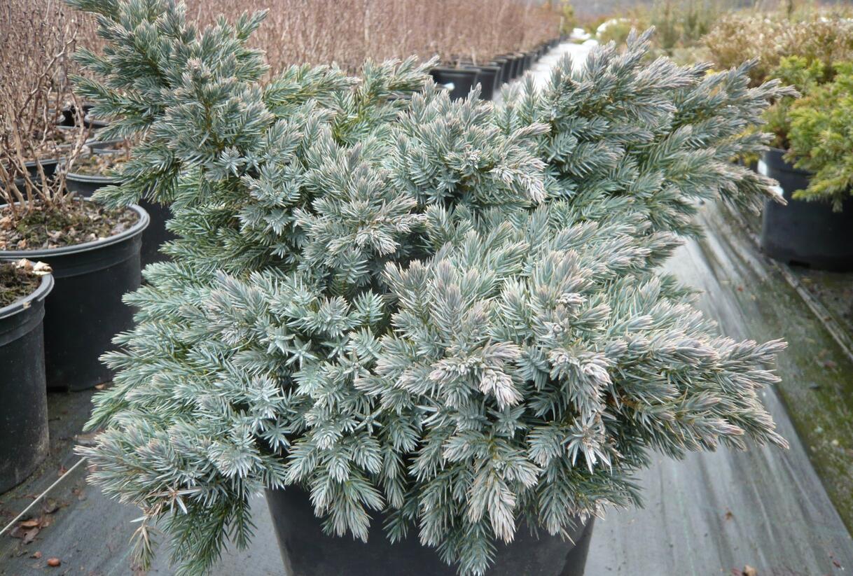 Jalovec šupinatý 'Blue Star' - Juniperus squamata 'Blue Star'