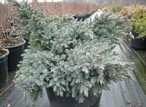 Jalovec šupinatý 'Blue Star' - Juniperus squamata 'Blue Star'