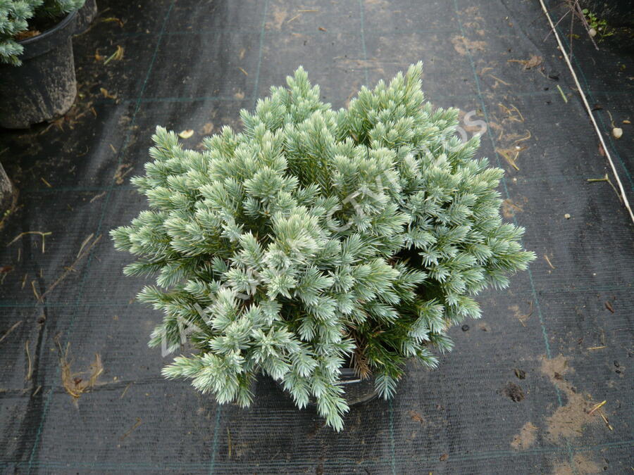 Jalovec šupinatý 'Blue Star' - Juniperus squamata 'Blue Star'