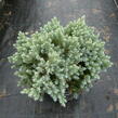 Jalovec šupinatý 'Blue Star' - Juniperus squamata 'Blue Star'