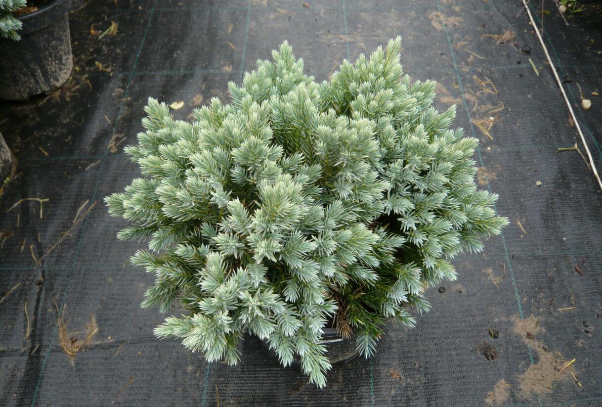 Jalovec šupinatý 'Blue Star' - Juniperus squamata 'Blue Star'