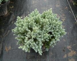 Jalovec šupinatý 'Blue Star'