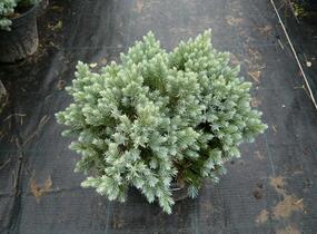 Jalovec šupinatý 'Blue Star' - Juniperus squamata 'Blue Star'