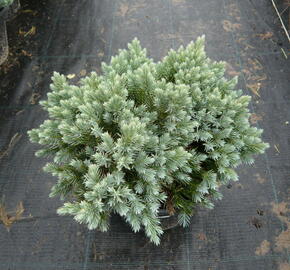 Jalovec šupinatý 'Blue Star' - Juniperus squamata 'Blue Star'