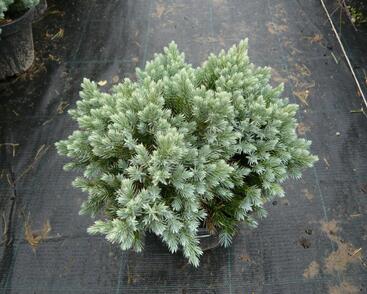 Jalovec šupinatý 'Blue Star'