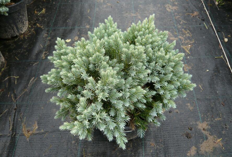 Jalovec šupinatý 'Blue Star' - Juniperus squamata 'Blue Star'