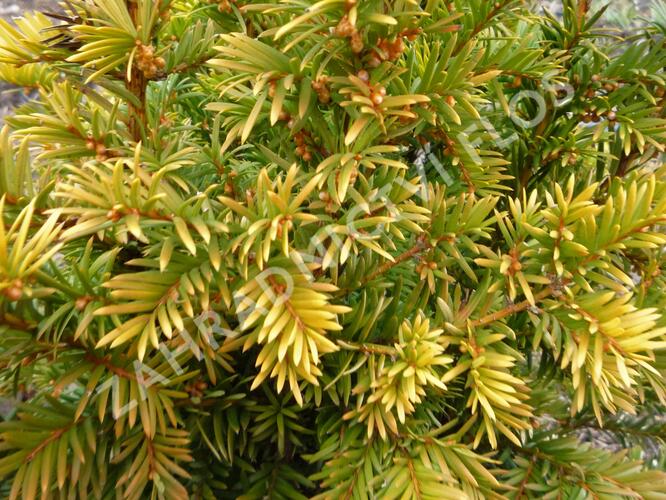 Tis červený 'Semperaurea' - Taxus baccata 'Semperaurea'