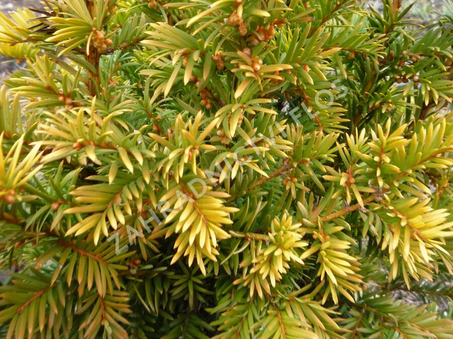 Tis červený 'Semperaurea' - Taxus baccata 'Semperaurea'