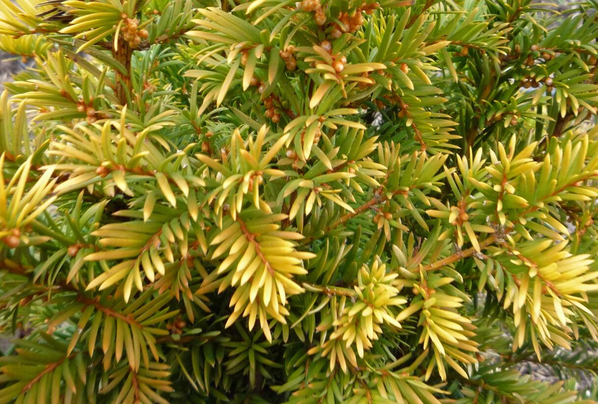 Tis červený 'Semperaurea' - Taxus baccata 'Semperaurea'