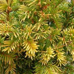 Tis červený 'Semperaurea' - Taxus baccata 'Semperaurea'