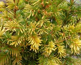 Tis červený 'Semperaurea'