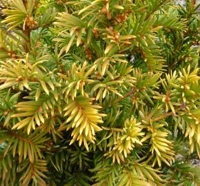 Tis červený 'Semperaurea' - Taxus baccata 'Semperaurea'