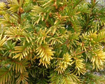 Tis červený 'Semperaurea'