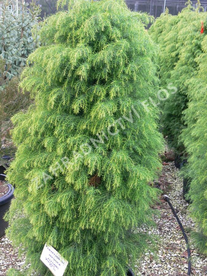 Kryptomérie japonská 'Elegans Viridis' - Cryptomeria japonica 'Elegans Viridis'