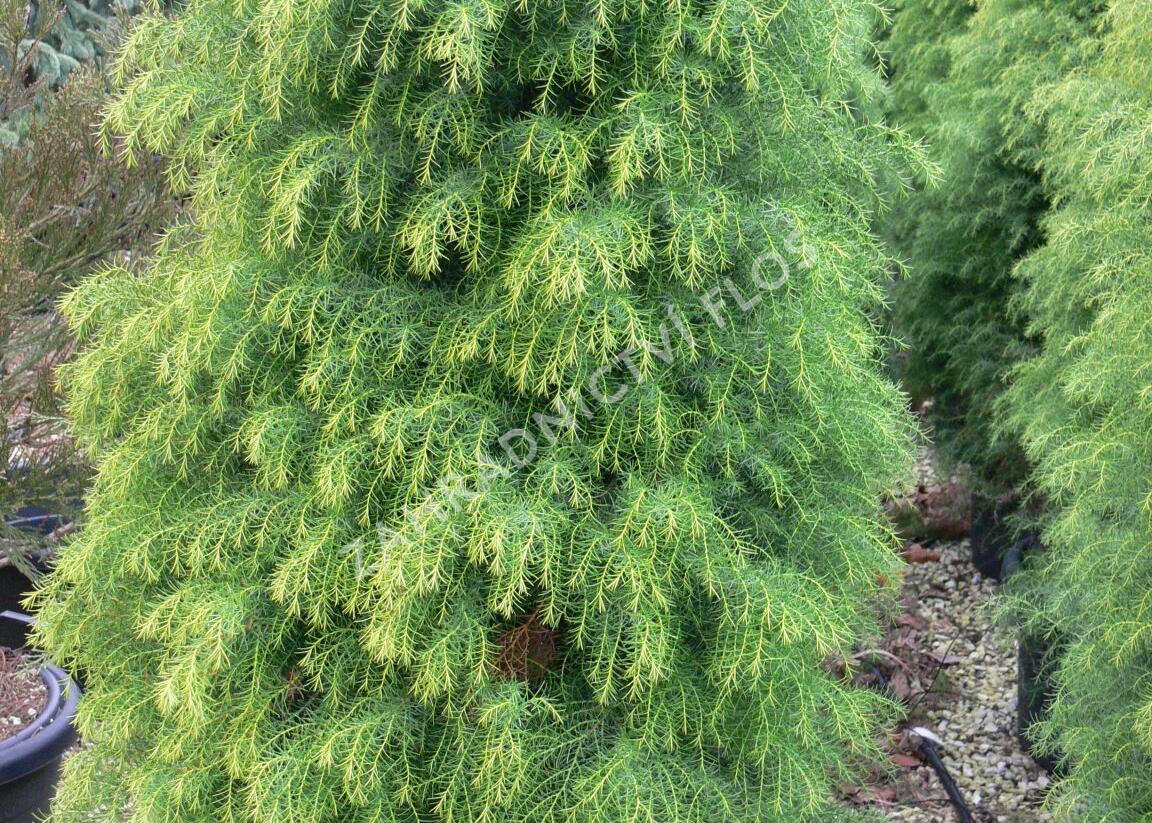 Kryptomérie japonská 'Elegans Viridis' - Cryptomeria japonica 'Elegans Viridis'