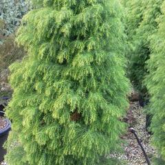 Kryptomérie japonská 'Elegans Viridis' - Cryptomeria japonica 'Elegans Viridis'