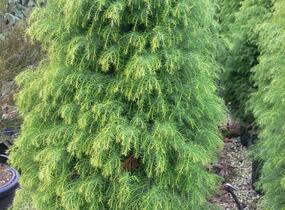 Kryptomérie japonská 'Elegans Viridis' - Cryptomeria japonica 'Elegans Viridis'