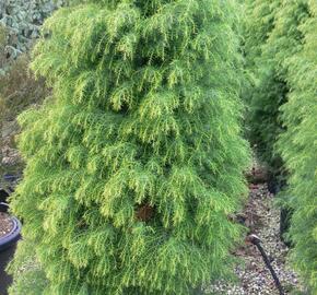 Kryptomérie japonská 'Elegans Viridis' - Cryptomeria japonica 'Elegans Viridis'