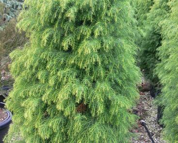 Kryptomérie japonská 'Elegans Viridis'