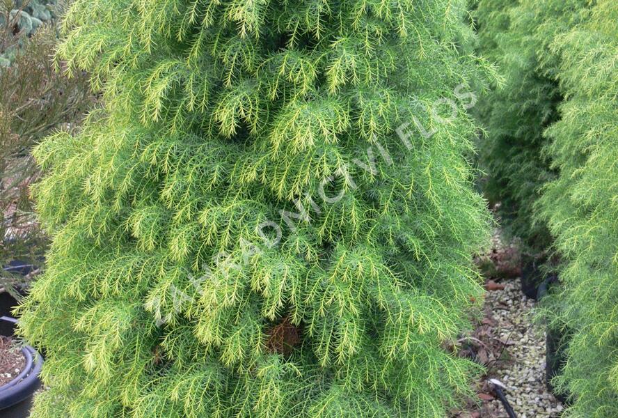 Kryptomérie japonská 'Elegans Viridis' - Cryptomeria japonica 'Elegans Viridis'