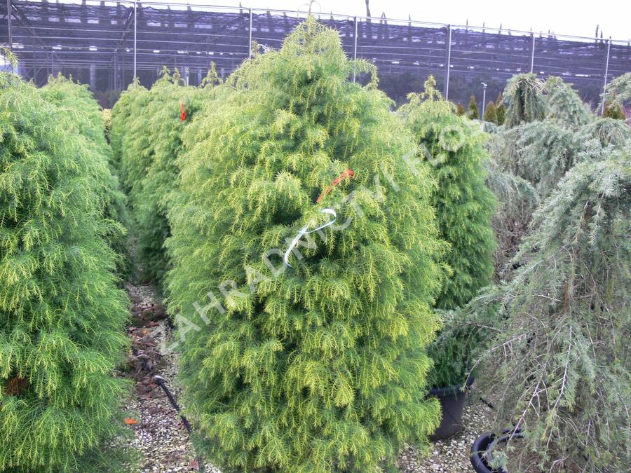 Kryptomérie japonská 'Elegans Viridis' - Cryptomeria japonica 'Elegans Viridis'