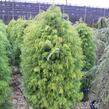 Kryptomérie japonská 'Elegans Viridis' - Cryptomeria japonica 'Elegans Viridis'