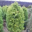 Kryptomérie japonská 'Elegans Viridis' - Cryptomeria japonica 'Elegans Viridis'