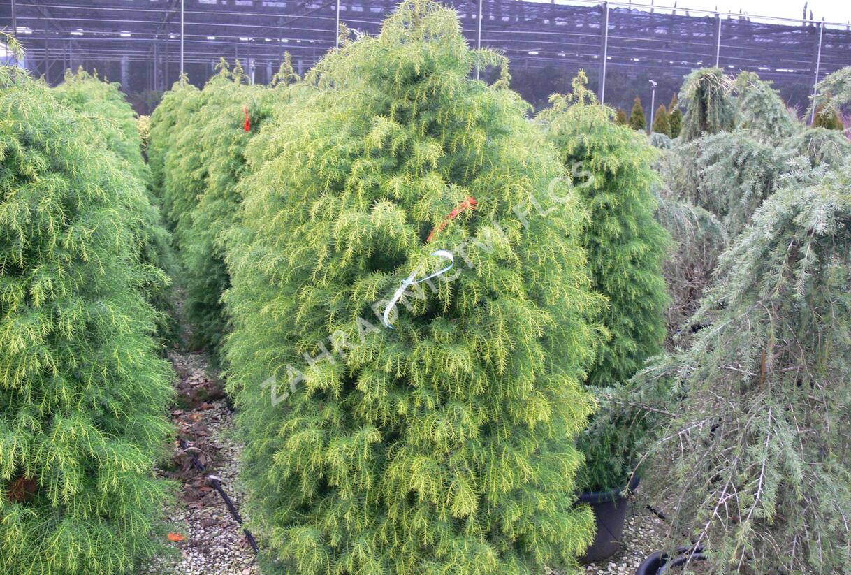 Kryptomérie japonská 'Elegans Viridis' - Cryptomeria japonica 'Elegans Viridis'