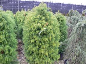 Kryptomérie japonská 'Elegans Viridis' - Cryptomeria japonica 'Elegans Viridis'