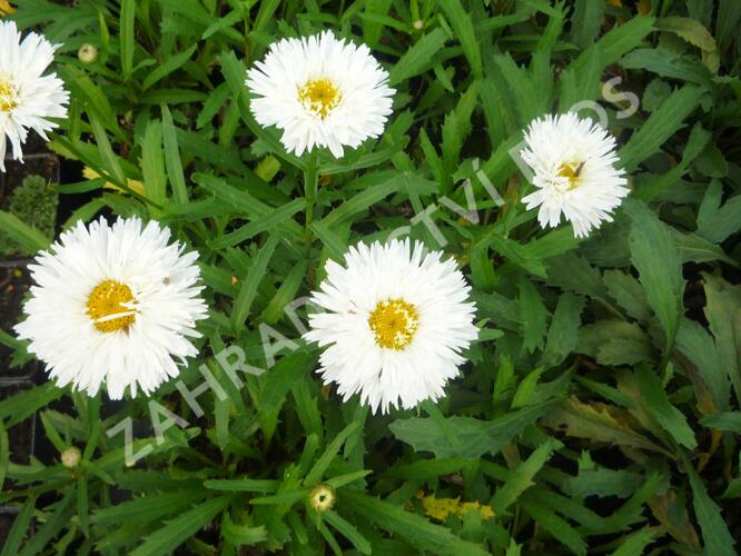 Kopretina velkokvětá 'Laspider' - Leucanthemum x superbum 'Laspider'