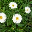 Kopretina velkokvětá 'Laspider' - Leucanthemum x superbum 'Laspider'