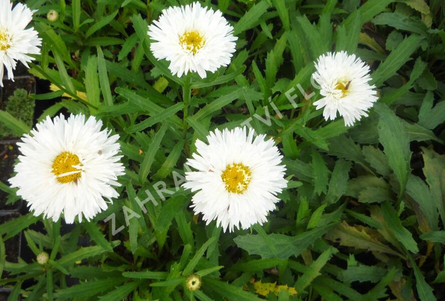 Kopretina velkokvětá 'Laspider' - Leucanthemum x superbum 'Laspider'