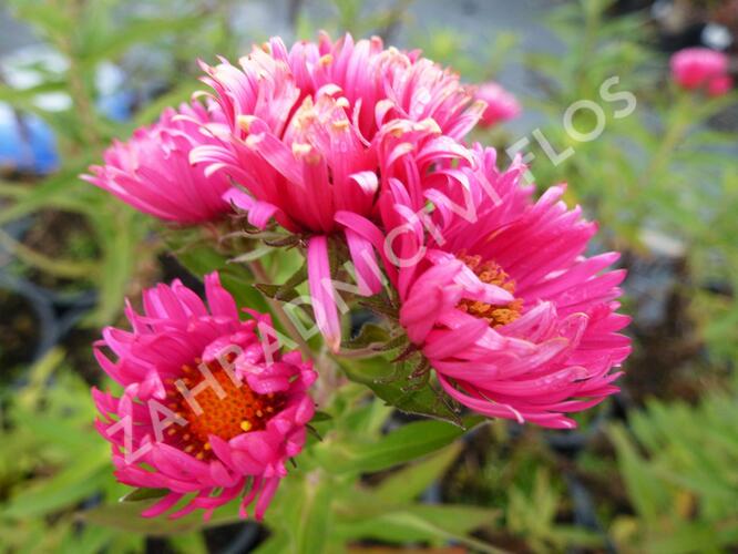 Hvězdnice novoanglická 'Lachsglut' - Aster novae-angliae 'Lachsglut'