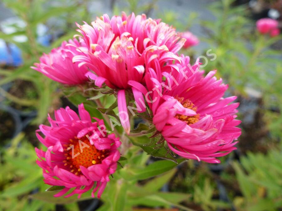 Hvězdnice novoanglická 'Lachsglut' - Aster novae-angliae 'Lachsglut'