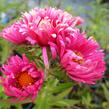 Hvězdnice novoanglická 'Lachsglut' - Aster novae-angliae 'Lachsglut'