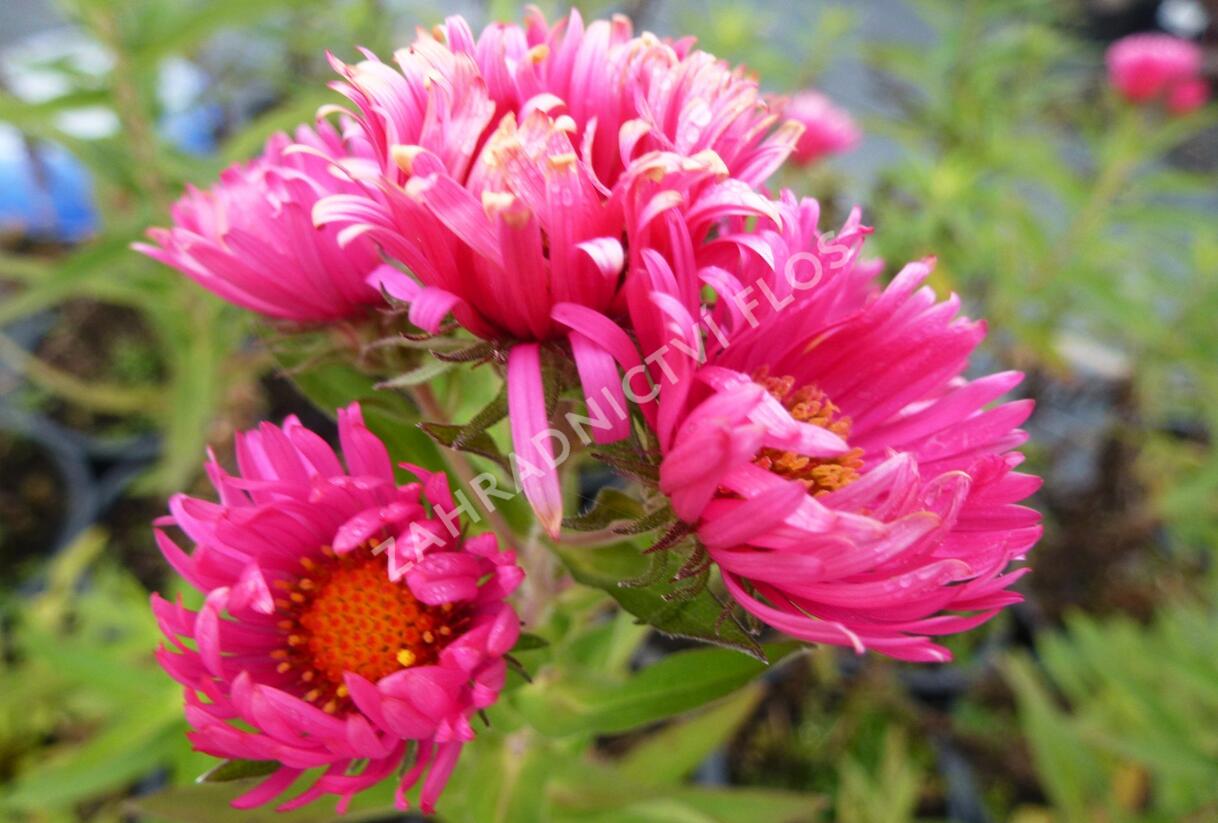 Hvězdnice novoanglická 'Lachsglut' - Aster novae-angliae 'Lachsglut'
