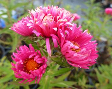 Hvězdnice novoanglická 'Lachsglut'