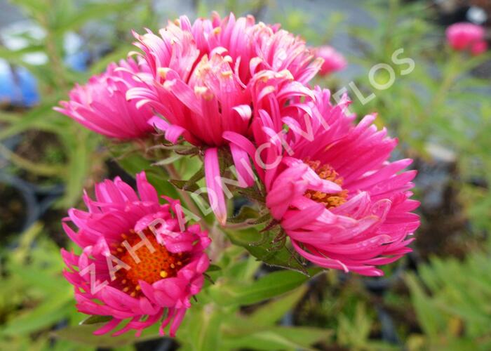 Hvězdnice novoanglická 'Lachsglut' - Aster novae-angliae 'Lachsglut'