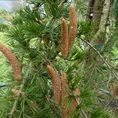 Cedr himalájský 'Inversa Pendula' - Cedrus deodara 'Inversa Pendula'