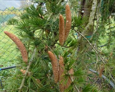 Cedr himalájský 'Inversa Pendula'