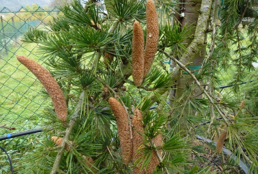 Cedr himalájský 'Inversa Pendula' - Cedrus deodara 'Inversa Pendula'