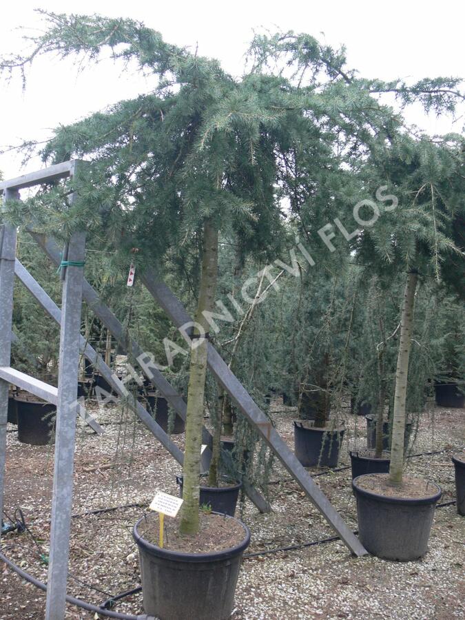 Cedr himalájský 'Inversa Pendula' - Cedrus deodara 'Inversa Pendula'