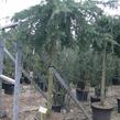 Cedr himalájský 'Inversa Pendula' - Cedrus deodara 'Inversa Pendula'