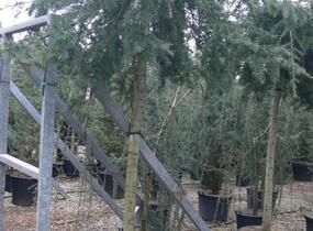 Cedr himalájský 'Inversa Pendula' - Cedrus deodara 'Inversa Pendula'