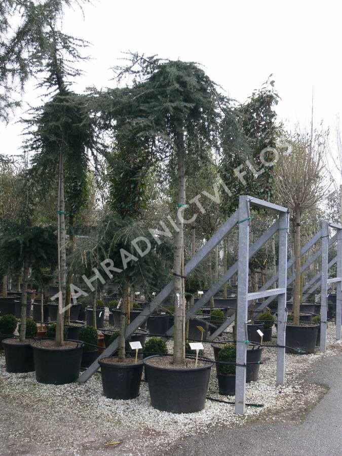 Cedr himalájský 'Inversa Pendula' - Cedrus deodara 'Inversa Pendula'