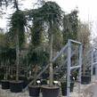 Cedr himalájský 'Inversa Pendula' - Cedrus deodara 'Inversa Pendula'
