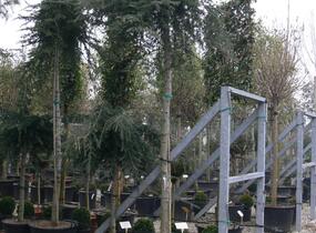 Cedr himalájský 'Inversa Pendula' - Cedrus deodara 'Inversa Pendula'