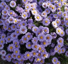 Hvězdnice keříčkovitá - Aster dumosus - fialovomodrá