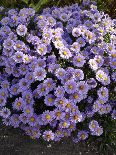 Hvězdnice keříčkovitá - fialovomodrá - Aster dumosus - fialovomodrá
