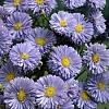 Hvězdnice keříčkovitá - fialovomodrá - Aster dumosus - fialovomodrá